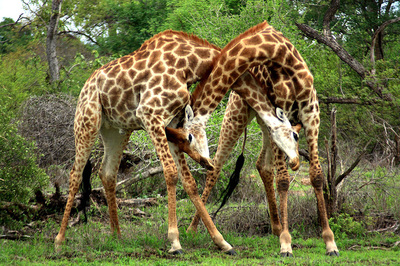 Scientific Article 3 - Sexual Selection in Giraffes: neck ...