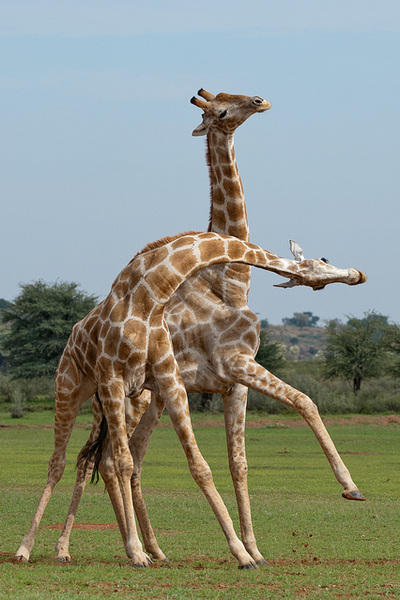 Scientific Article 1 - Sexual Selection in Giraffes: neck ...